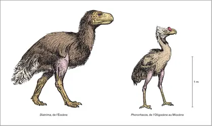 Cénozoïque : oiseaux - crédits : Encyclopædia Universalis France
