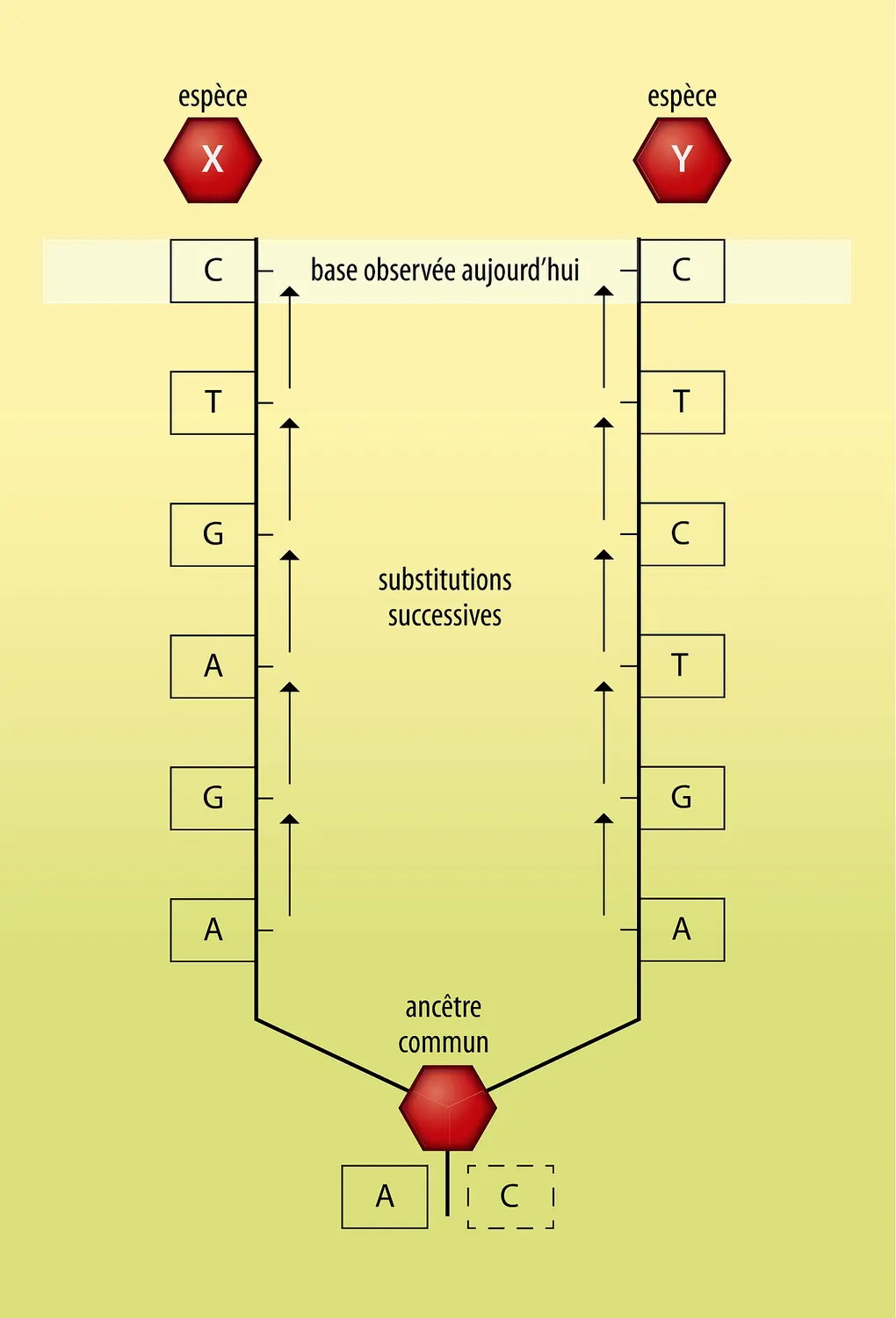 Cladistique et caractères moléculaires