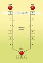 Cladistique et caractères moléculaires - crédits : Encyclopædia Universalis France