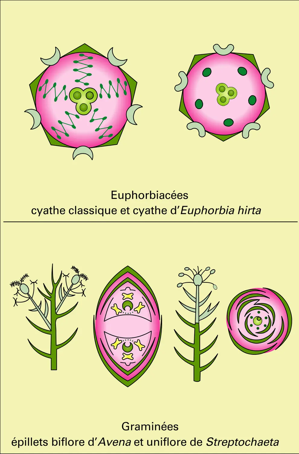 Angiospermes (états préfloraux) - vue 1