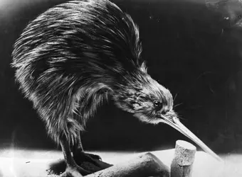 Kiwi - crédits : Hulton Archive/ Getty Images