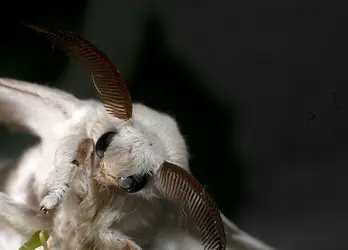 Bombyx du mûrier - crédits : N. Dal Zotto/ Shutterstock