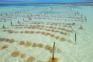 Culture d’algues, île de Zanzibar  - crédits : EcoPrint/ Shutterstock