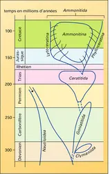 Schéma évolutif - crédits : Encyclopædia Universalis France