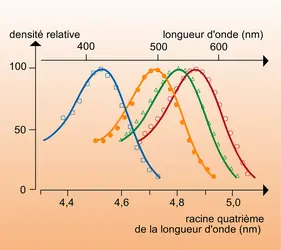 Rétine humaine : courbes de densité spectrale - crédits : Encyclopædia Universalis France