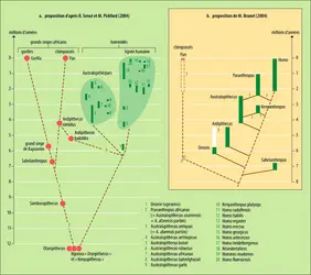 Hominidés : arbres phylogénétiques - crédits : Encyclopædia Universalis France