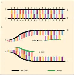 Appariement des brins d’ADN - crédits : Encyclopædia Universalis France