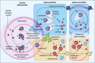 Réponse vaccinale - crédits : Encyclopædia Universalis France