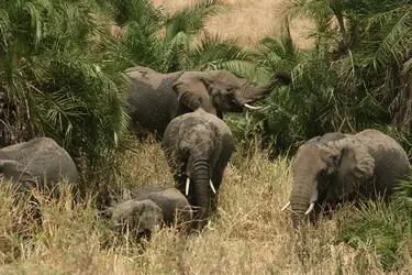 L’animal dans son monde - crédits : L. Casagrande