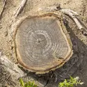 Cernes annuels de croissance d’un arbre, trace de son exposome - crédits : Mario Marco/ Getty Images
