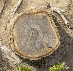 Cernes annuels de croissance d’un arbre, trace de son exposome - crédits : Mario Marco/ Getty Images