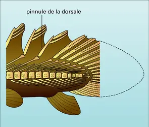 Nageoire dorsale de polyptère - crédits : Encyclopædia Universalis France