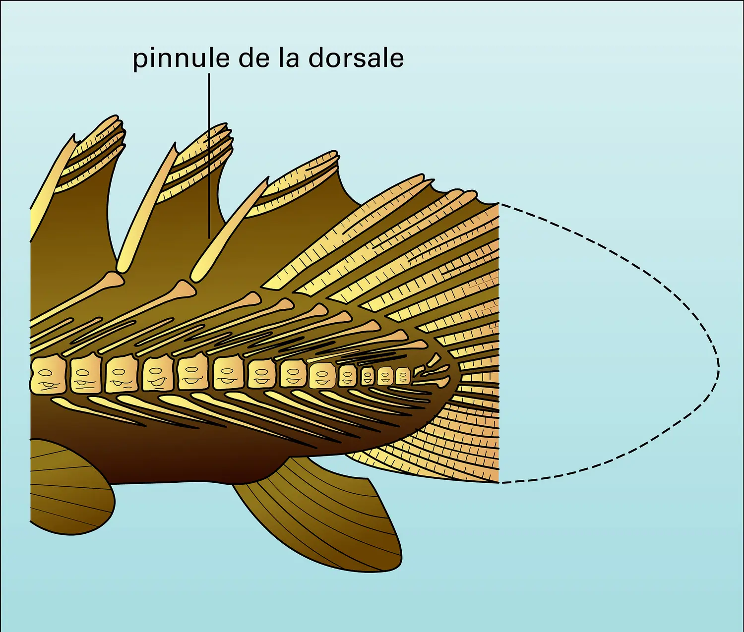 Nageoire dorsale de polyptère