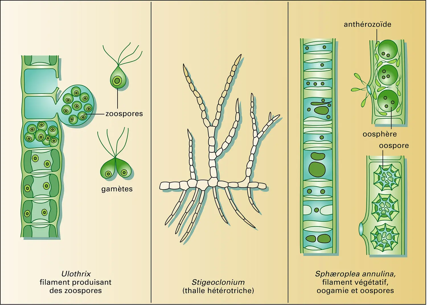 Ulotrichales et sphæropléales