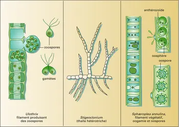 Ulotrichales et sphæropléales - crédits : Encyclopædia Universalis France