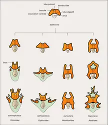 Formes larvaires - crédits : Encyclopædia Universalis France