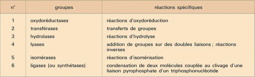 Enzymes : classification - crédits : Encyclopædia Universalis France