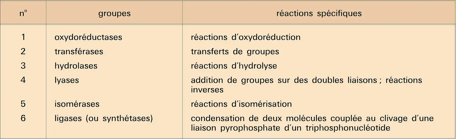 Enzymes : classification