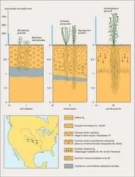 Variation de la végétation nord-américaine en fonction du sol - crédits : Encyclopædia Universalis France