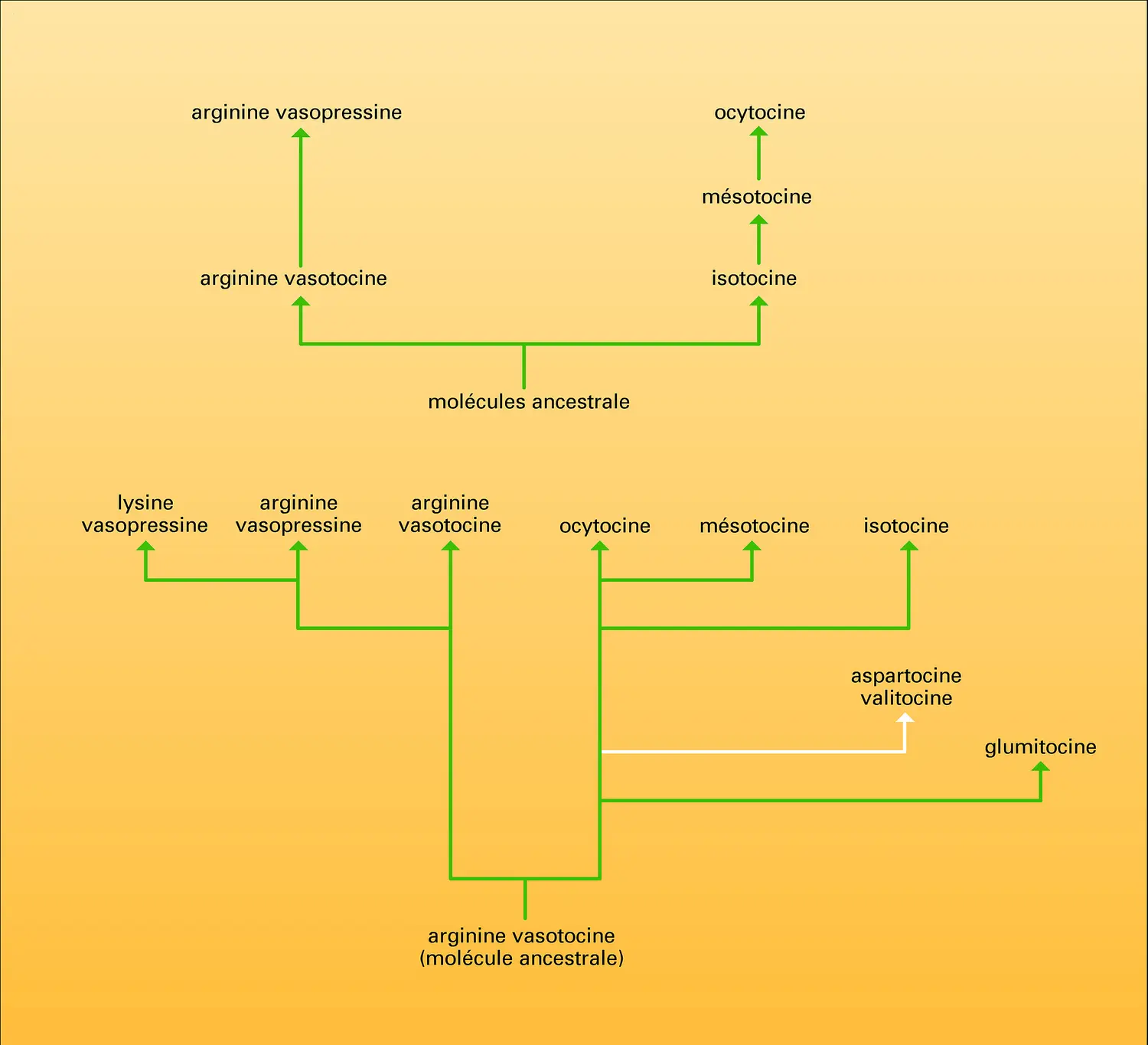 Évolution d'hormones neurohypophysaires