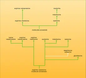 Évolution d'hormones neurohypophysaires - crédits : Encyclopædia Universalis France