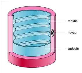 Détail d'une trachée respiratoire - crédits : Encyclopædia Universalis France