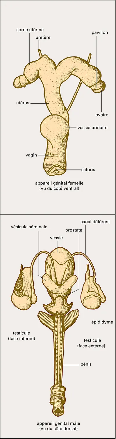 Cheval : organes génitaux