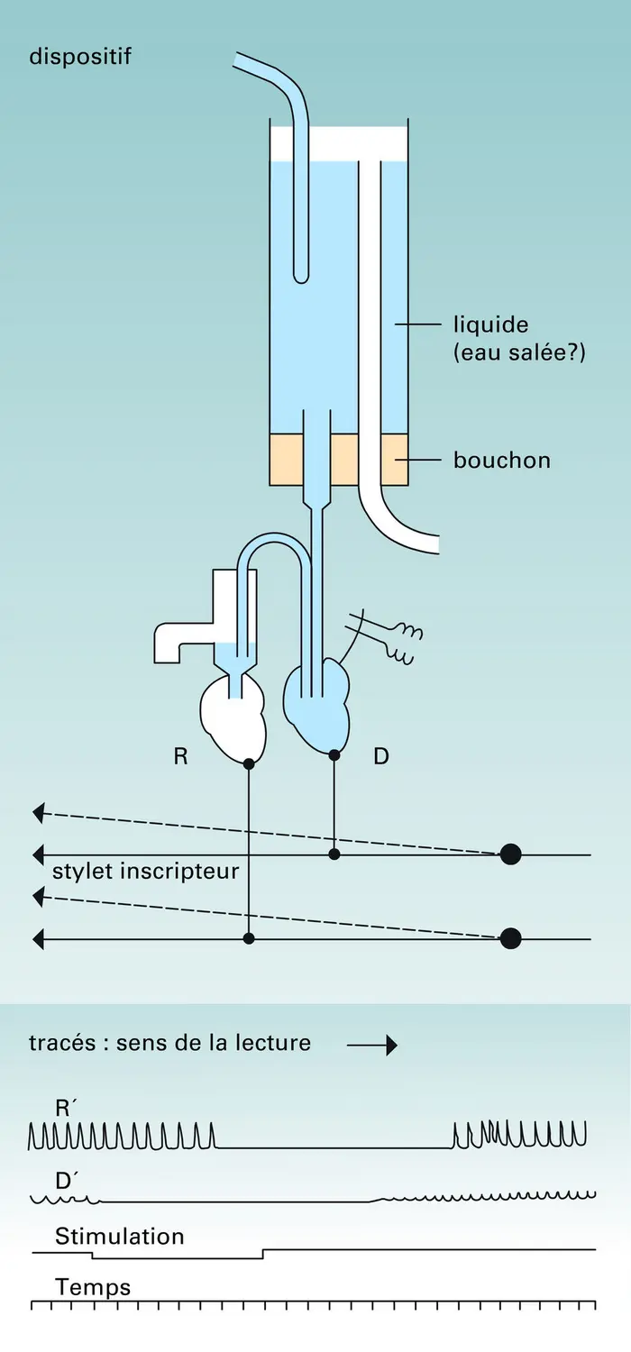 Expérience de Loewi