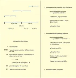 Besoins anaboliques et énergétiques - crédits : Encyclopædia Universalis France