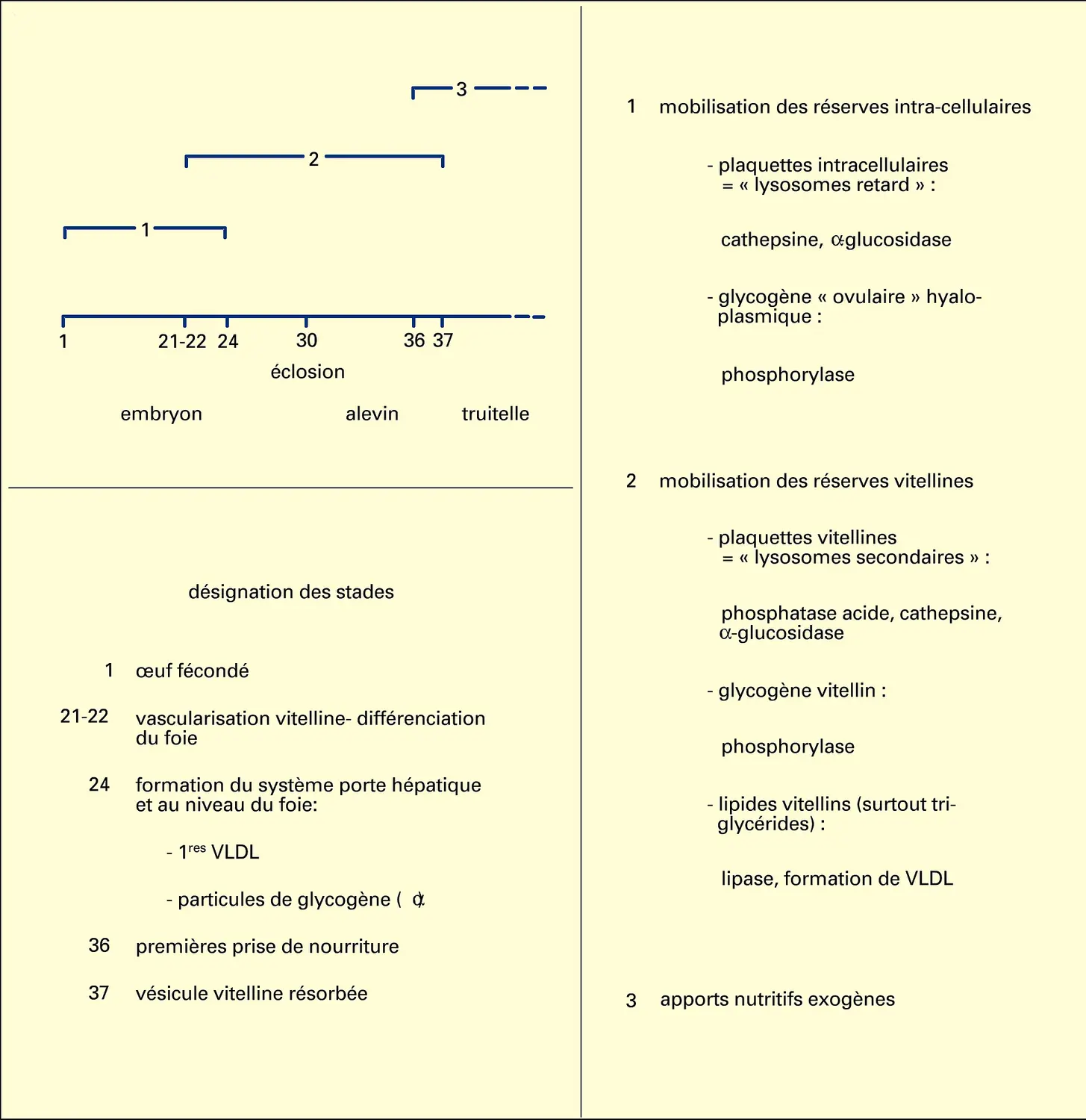 Besoins anaboliques et énergétiques