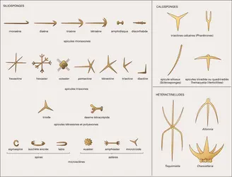 Spicules : morphologie - crédits : Encyclopædia Universalis France