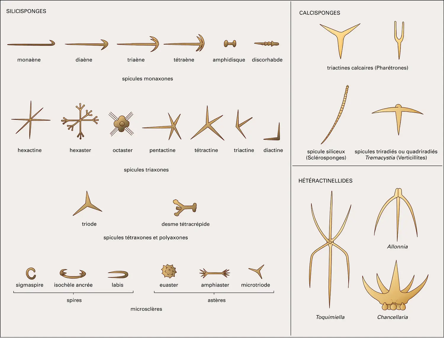 Spicules : morphologie