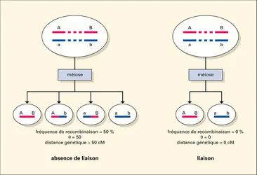 Hérédité familiale : liaison entre deux locus - crédits : Encyclopædia Universalis France