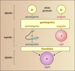 Rôle de la gamétogenèse - crédits : Encyclopædia Universalis France