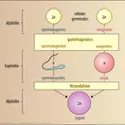 Rôle de la gamétogenèse - crédits : Encyclopædia Universalis France