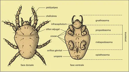 Acariens : morphologie - crédits : Encyclopædia Universalis France