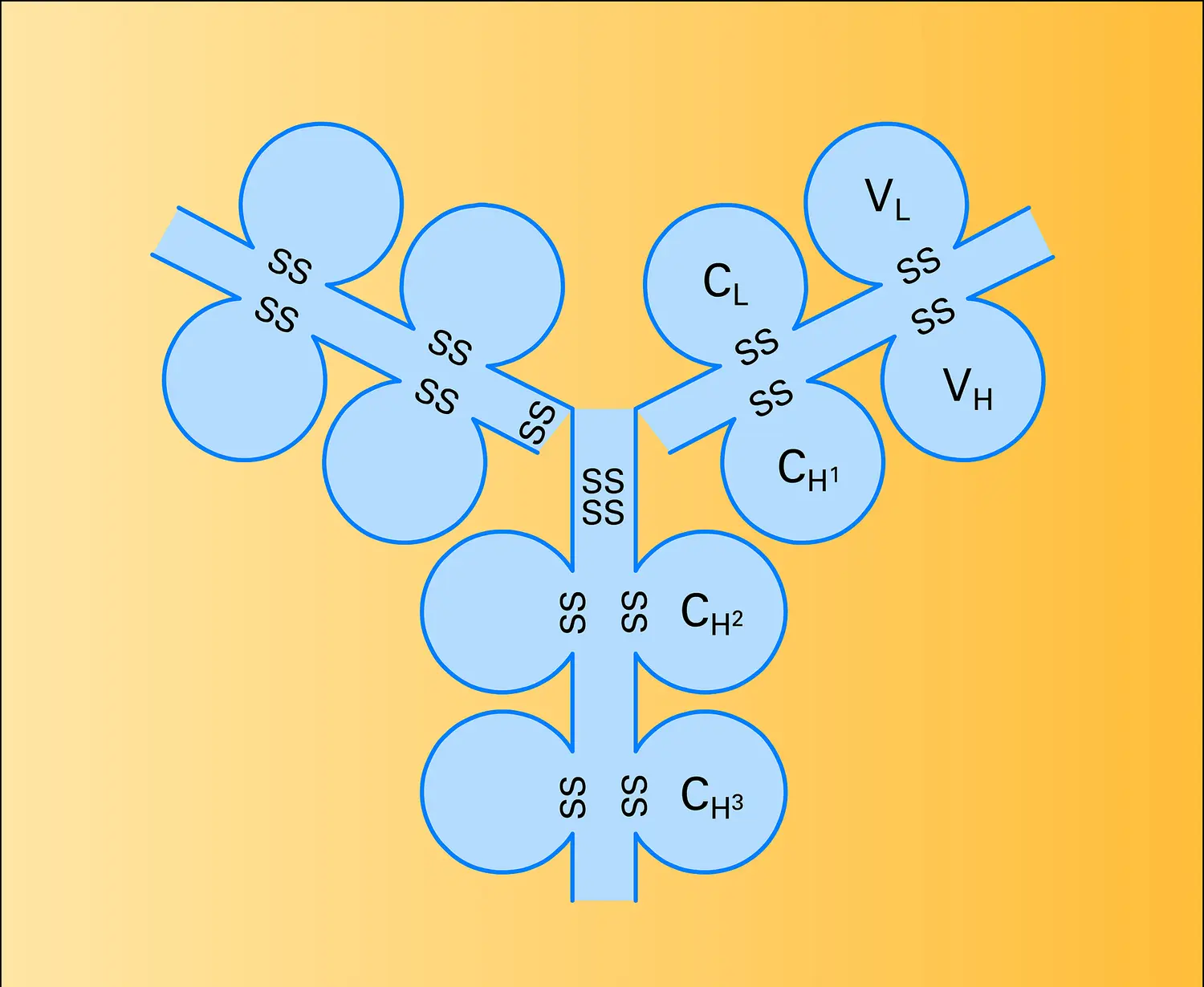 Immunoglobuline IgG1 humaine : représentation tridimensionnelle