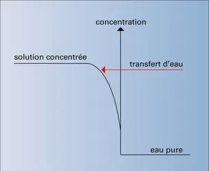Osmose directe - crédits : Encyclopædia Universalis France