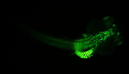 Têtard fluorescent - crédits : Watchfrog