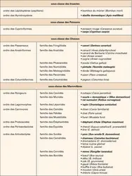 Domestication des animaux : les espèces réputées domestiques - crédits : Encyclopædia Universalis France