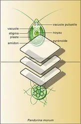 Volvocales - crédits : Encyclopædia Universalis France