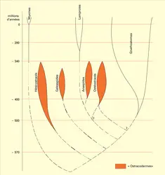 Lamproies et Myxines : phylogénie - crédits : Encyclopædia Universalis France