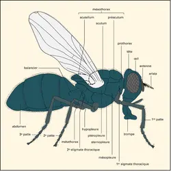 Calliphora : vue latérale - crédits : Encyclopædia Universalis France