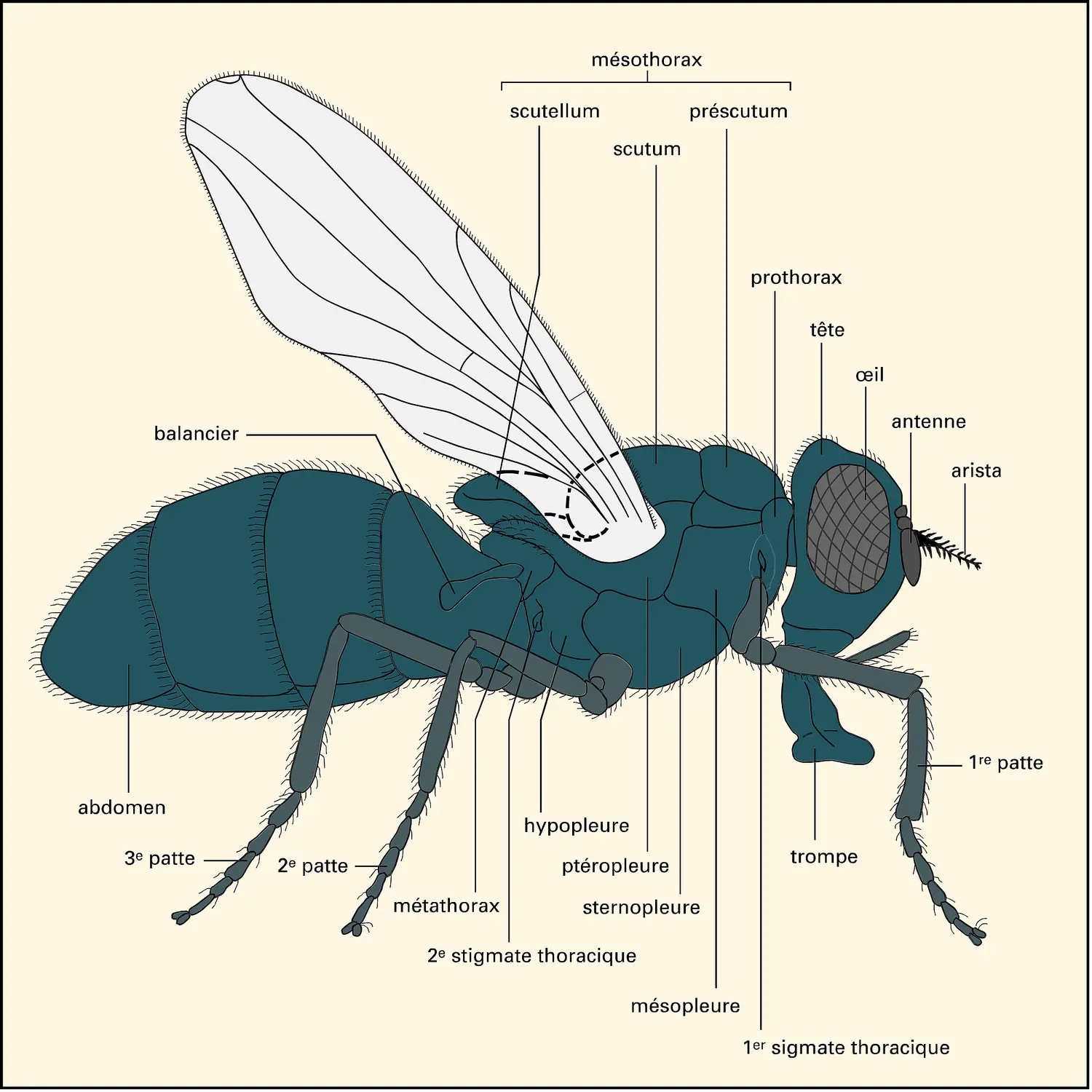 Calliphora : vue latérale