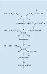 Acide oléique : dégadation - crédits : Encyclopædia Universalis France