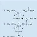 Acide oléique : dégadation - crédits : Encyclopædia Universalis France