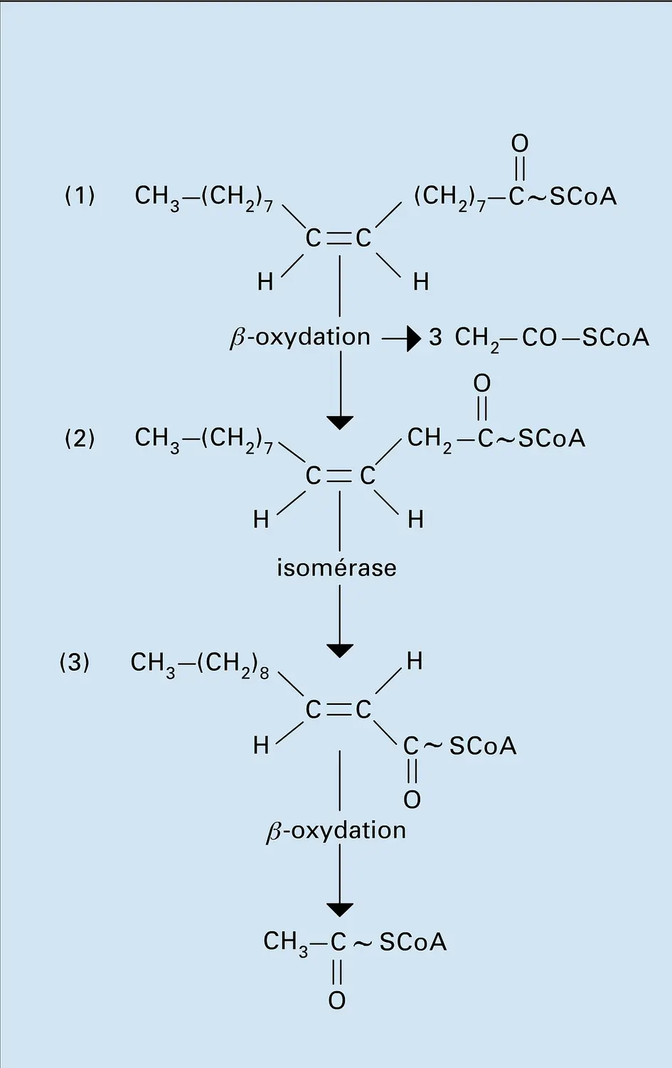 Acide oléique : dégadation