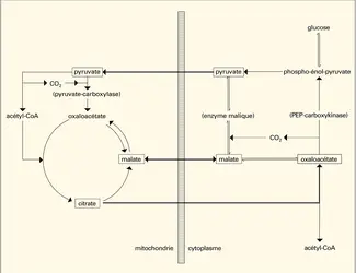 Alimentation du cycle citrique - crédits : Encyclopædia Universalis France