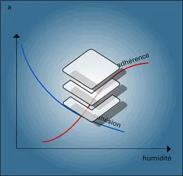 Cohésion, adhérence et humidité - crédits : Encyclopædia Universalis France