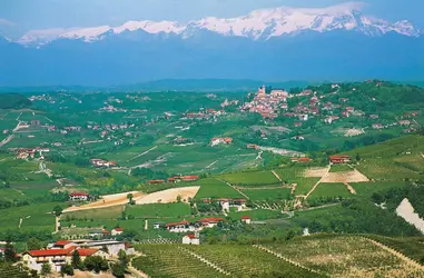 Vignoble piémontais, Italie - crédits : DEA/ R. CARNOVALINI/ De Agostini/ Getty Images